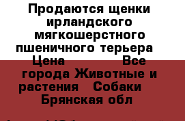 Продаются щенки ирландского мягкошерстного пшеничного терьера › Цена ­ 30 000 - Все города Животные и растения » Собаки   . Брянская обл.